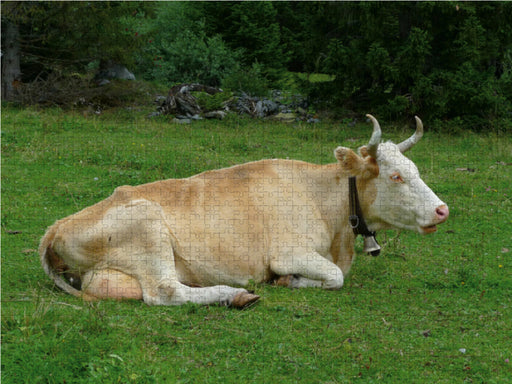 Wiederkäuende Kuh - CALVENDO Foto-Puzzle - calvendoverlag 29.99