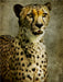 Gepard - CALVENDO Foto-Puzzle - calvendoverlag 29.99