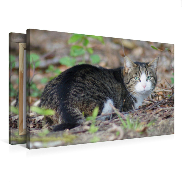 Premium Textil-Leinwand Premium Textil-Leinwand 75 cm x 50 cm quer Hauskatze am Waldrand