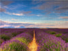Lavendelfelder auf dem Valensole Plateau - CALVENDO Foto-Puzzle - calvendoverlag 29.99