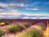 Lavendelfelder auf dem Valensole Plateau im Sommer - CALVENDO Foto-Puzzle - calvendoverlag 29.99