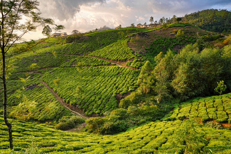 Toile textile haut de gamme Toile textile haut de gamme 120 cm x 80 cm plantation de thé paysagère, Munnar, Kerala 