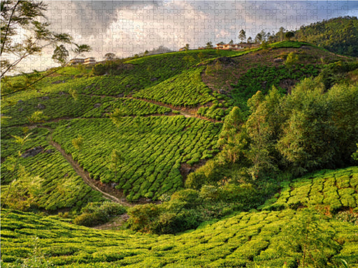 Teeplantage, Munnar, Kerala - CALVENDO Foto-Puzzle - calvendoverlag 29.99