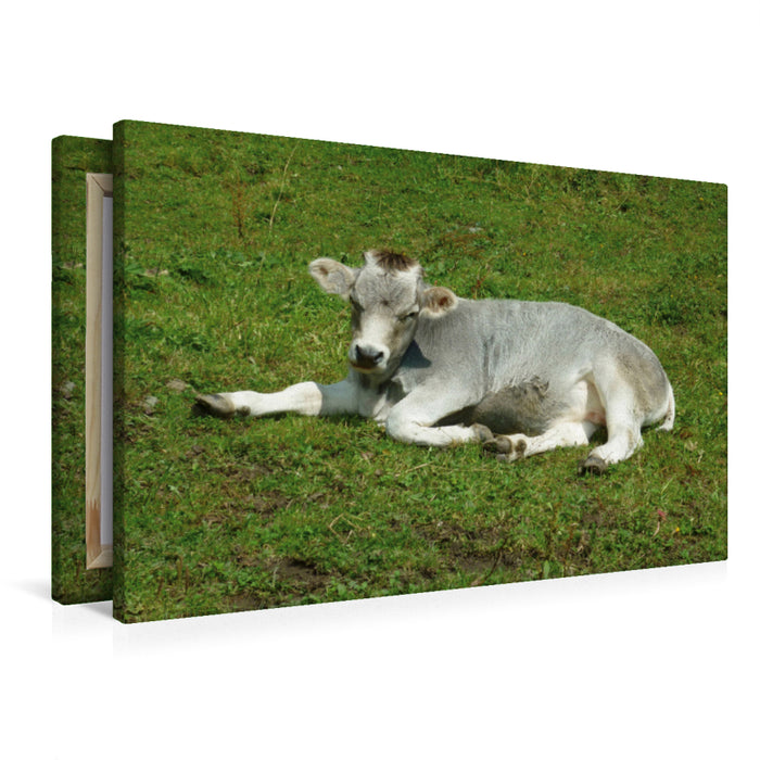 Premium Textil-Leinwand Premium Textil-Leinwand 90 cm x 60 cm quer Kalb auf der Almwiese