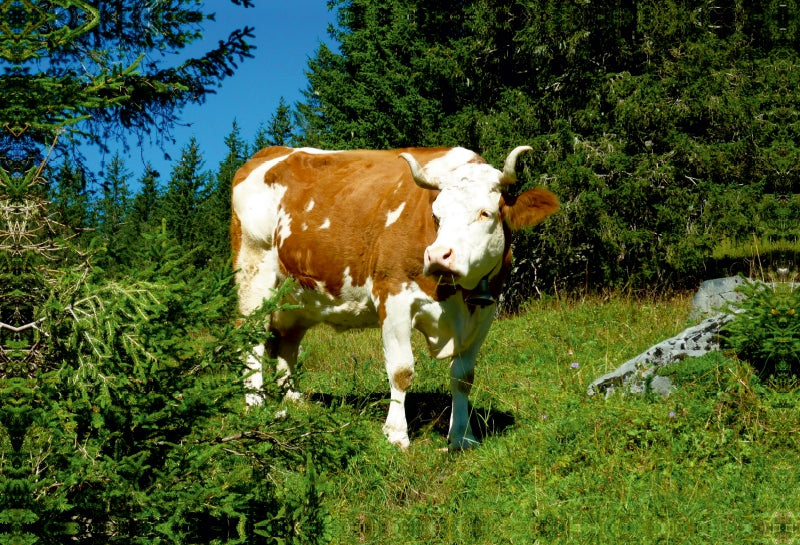 Toile textile premium Toile textile premium 90 cm x 60 cm paysage vache à l'alpage 