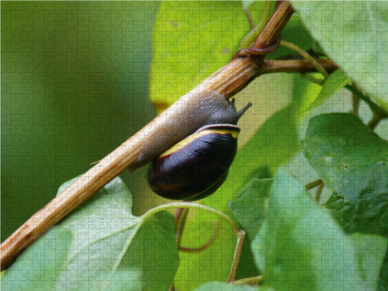 Schnecke on Tour - CALVENDO Foto-Puzzle - calvendoverlag 29.99