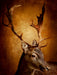 Der Hirsch mit dem goldenen Geweih - CALVENDO Foto-Puzzle - calvendoverlag 29.99