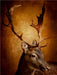 Der Hirsch mit dem goldenen Geweih - CALVENDO Foto-Puzzle - calvendoverlag 29.99