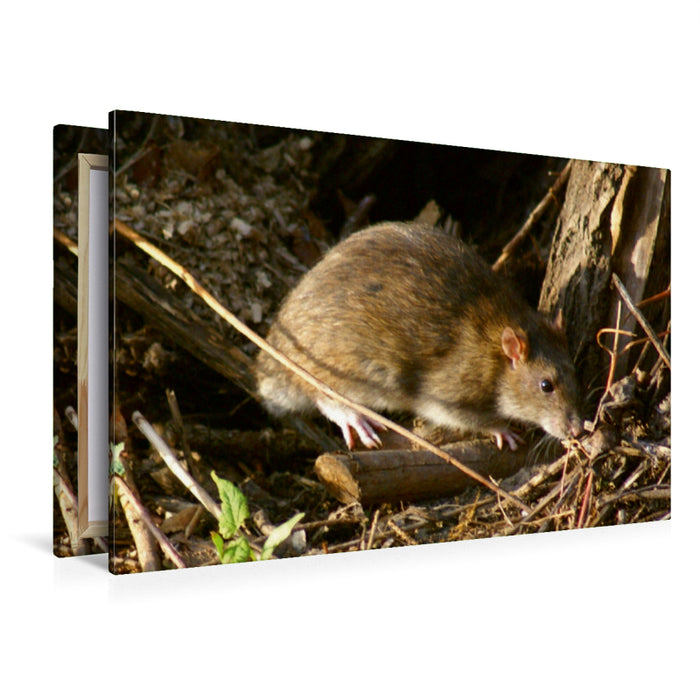 Toile textile premium Toile textile premium 120 cm x 80 cm paysage rat brun (Rattus norvegicus) 