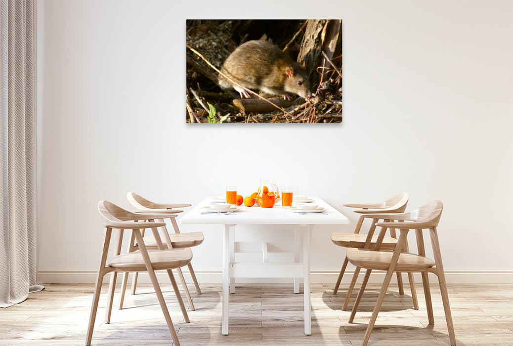 Premium Textil-Leinwand Premium Textil-Leinwand 120 cm x 80 cm quer Wanderratte (Rattus norvegicus)