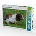 Rosettenmeerschweinchen Baby - CALVENDO Foto-Puzzle - calvendoverlag 29.99