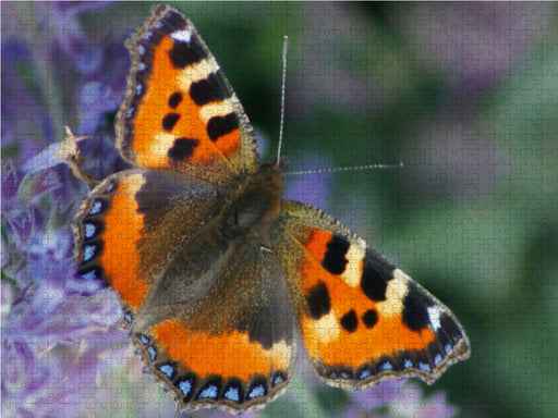 Kleiner Fuchs (Aglais urticae) - CALVENDO Foto-Puzzle - calvendoverlag 29.99