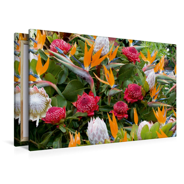 Premium Textil-Leinwand Premium Textil-Leinwand 120 cm x 80 cm quer Paradiesvogelblumen - Zuckerbüsche (Protea)