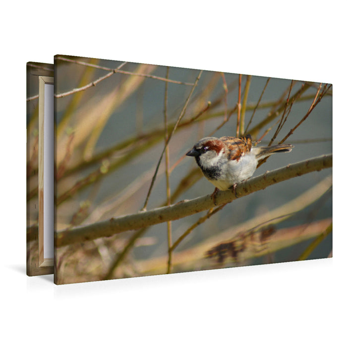 Premium textile canvas Premium textile canvas 120 cm x 80 cm across Naughty Sparrow 