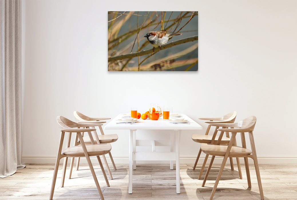 Premium textile canvas Premium textile canvas 120 cm x 80 cm across Naughty Sparrow 