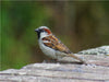 Spatz auf der Mauer - CALVENDO Foto-Puzzle - calvendoverlag 29.99