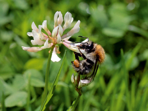 Ackerhummel am Klee - CALVENDO Foto-Puzzle - calvendoverlag 29.99