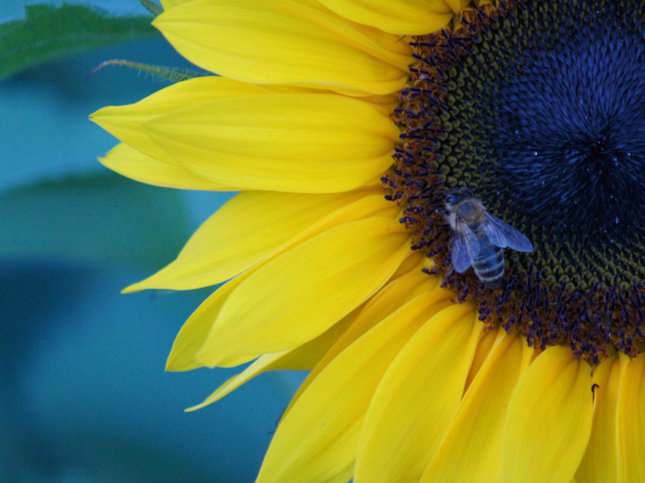 Honigbiene auf Sonnenblumenblüte - CALVENDO Foto-Puzzle - calvendoverlag 29.99