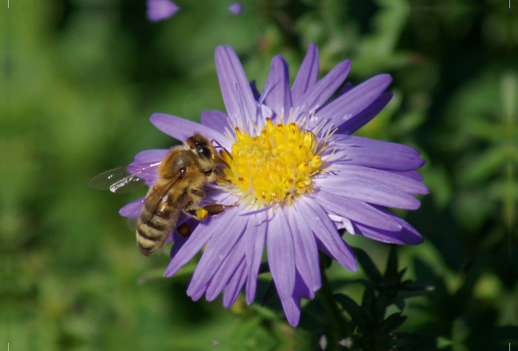 Toile textile premium Toile textile premium 120 cm x 80 cm paysage abeille sur aster violet 