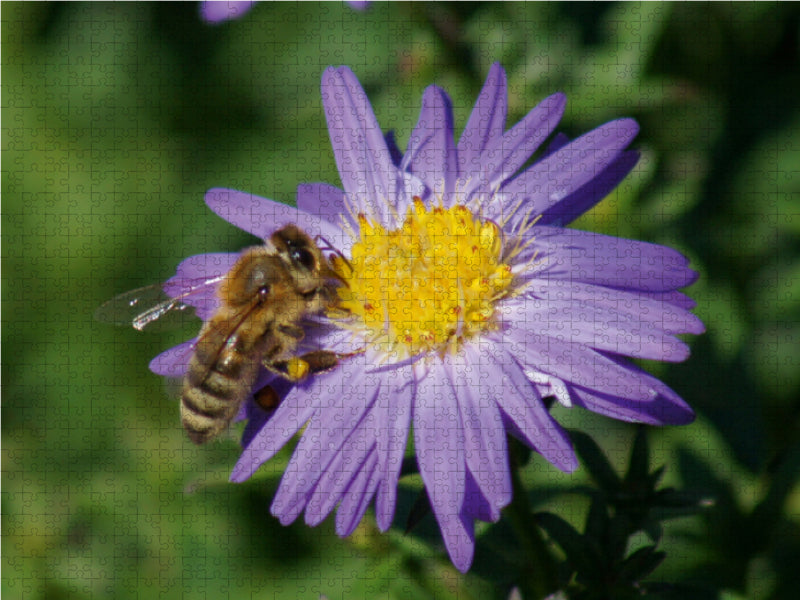 Honigbiene auf lila Aster - CALVENDO Foto-Puzzle - calvendoverlag 29.99