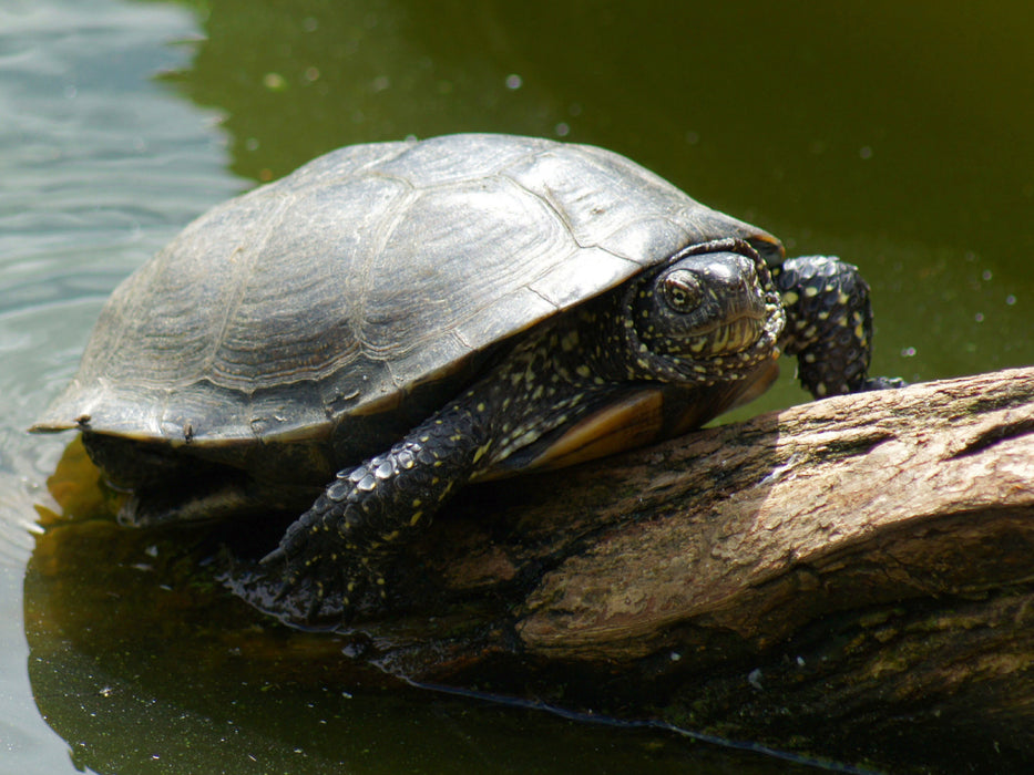 Europäische Sumpfschildkröte (Emys orbicularis) - CALVENDO Foto-Puzzle - calvendoverlag 29.99