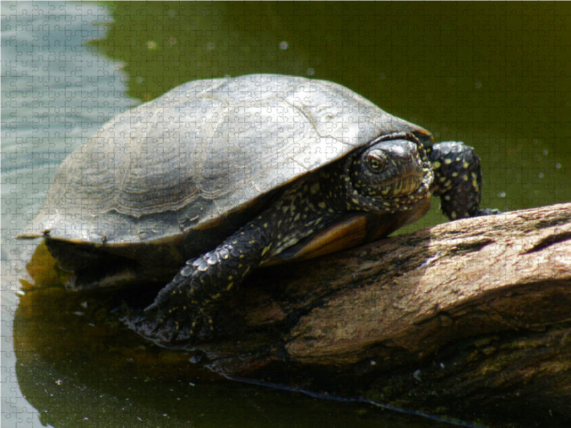 Europäische Sumpfschildkröte (Emys orbicularis) - CALVENDO Foto-Puzzle - calvendoverlag 29.99