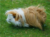 Braun weißes Langhaarmeerschweinchen - CALVENDO Foto-Puzzle - calvendoverlag 29.99