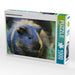 Schildblatt Meerschweinchen - CALVENDO Foto-Puzzle - calvendoverlag 29.99