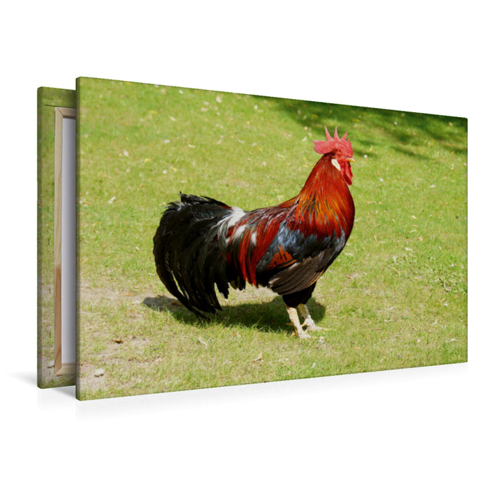 Premium textile canvas Premium textile canvas 120 cm x 80 cm landscape Proud rooster 