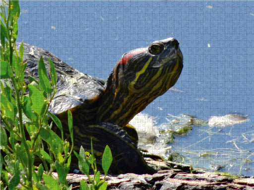 Schmuckschildkröte - CALVENDO Foto-Puzzle - calvendoverlag 29.99