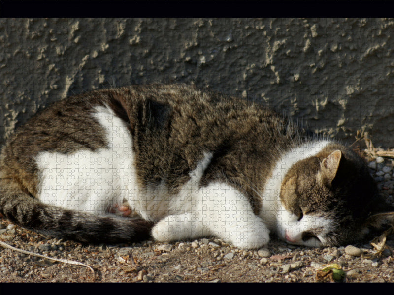 Schlafende Hauskatze - CALVENDO Foto-Puzzle - calvendoverlag 29.99
