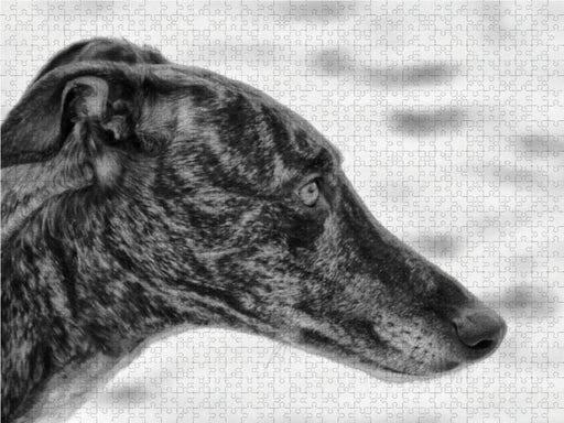 Windhund Profil - CALVENDO Foto-Puzzle - calvendoverlag 29.99