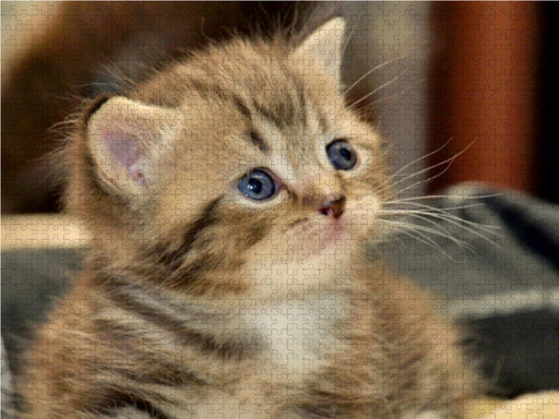 Süßes Britisch Kurzhaar Katzenbaby - CALVENDO Foto-Puzzle - calvendoverlag 29.99