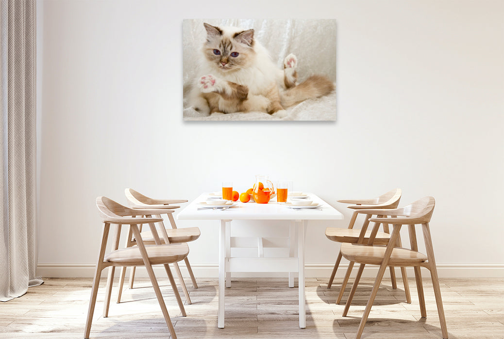 Premium Textil-Leinwand Premium Textil-Leinwand 120 cm x 80 cm quer Süße Heilige Birma Katze