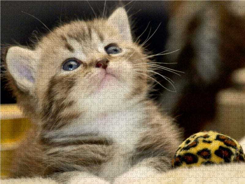 Süßes Britisch Kurzhaar Kätzchen - CALVENDO Foto-Puzzle - calvendoverlag 29.99