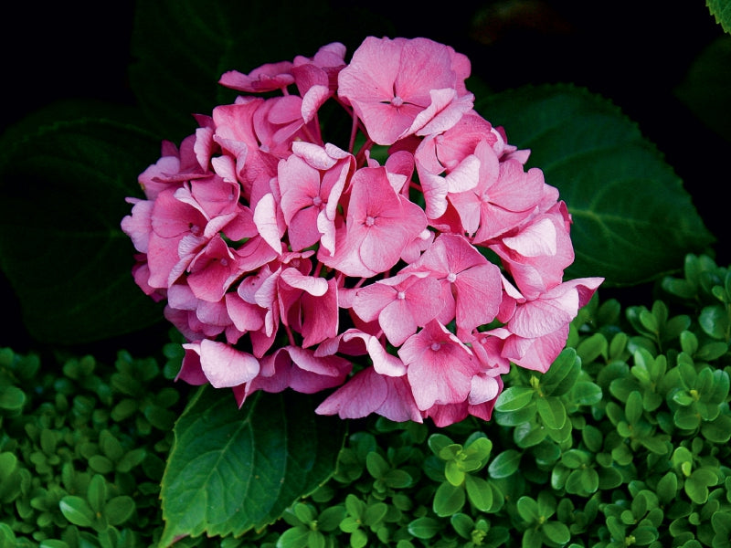 Hortensie mit Buchsbaum - CALVENDO Foto-Puzzle - calvendoverlag 29.99