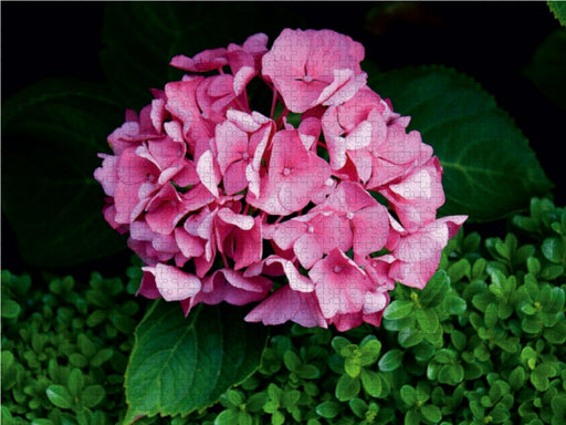 Hortensie mit Buchsbaum - CALVENDO Foto-Puzzle - calvendoverlag 29.99