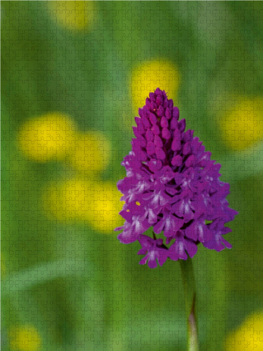 Zauber der Natur - Heimische Orchideen und Wiesenblumen - CALVENDO Foto-Puzzle - calvendoverlag 29.99