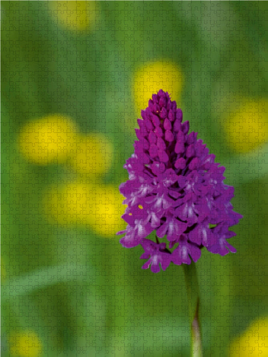 Zauber der Natur - Heimische Orchideen und Wiesenblumen - CALVENDO Foto-Puzzle - calvendoverlag 29.99