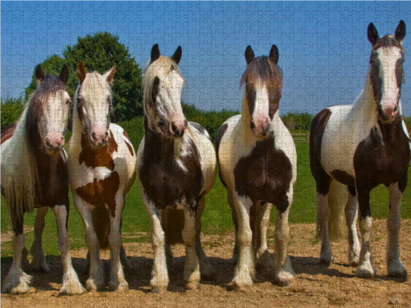 Gypsy Horses - CALVENDO Foto-Puzzle - calvendoverlag 29.99