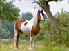 Gypsy Horses - CALVENDO Foto-Puzzle - calvendoverlag 29.99