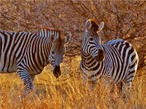 Zebras im Morgenlicht - morgendliche Safai - CALVENDO Foto-Puzzle - calvendoverlag 29.99