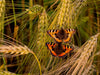 Fuchs-Schmetterlingspaar im Weizenfeld - CALVENDO Foto-Puzzle - calvendoverlag 29.99