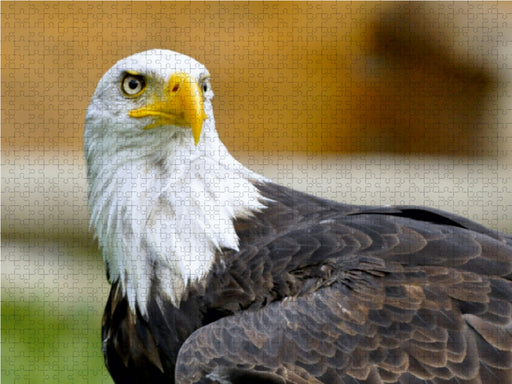 Weißkopfseeadler - CALVENDO Foto-Puzzle - calvendoverlag 29.99