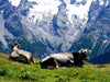 Kühe vor atemberaubender Kulisse - CALVENDO Foto-Puzzle - calvendoverlag 29.99