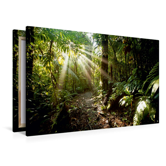 Premium Textil-Leinwand Premium Textil-Leinwand 120 cm x 80 cm quer Sonnenstrahlen im Urwald Costa Rica