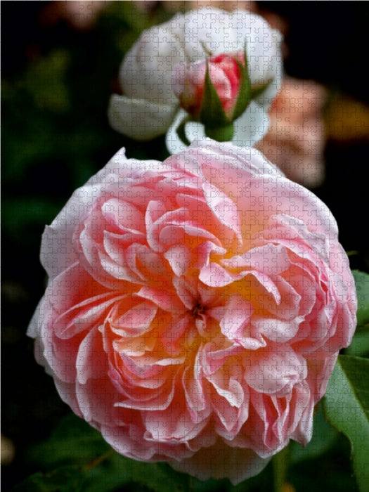 Englische Rose, Apricot - CALVENDO Foto-Puzzle - calvendoverlag 29.99