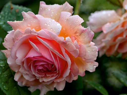 Englische Rose im Regen - CALVENDO Foto-Puzzle - calvendoverlag 29.99