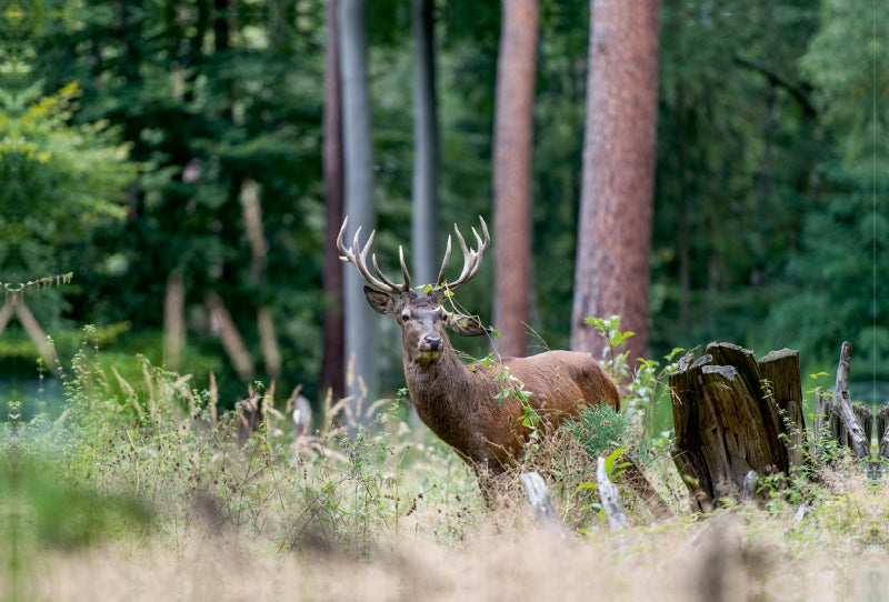 Premium Textil-Leinwand Premium Textil-Leinwand 120 cm x 80 cm quer Juli: Der Beihirsch reagiert sich im Wald am Gebüsch ab.