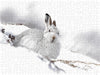 Schneehase im Winterfell - CALVENDO Foto-Puzzle - calvendoverlag 29.99